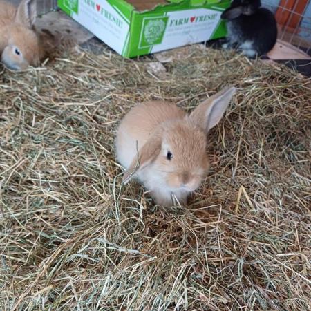 Image 7 of Cute 5 week old and 5 month old ni lops ready to be re-homed