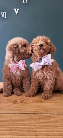 Image 2 of Toy poodle girls only 2 from a litter