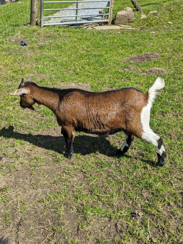 Preview of the first image of 2 x Pigmy goats, female.