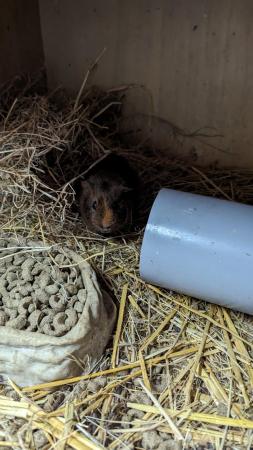 Image 4 of Young male guinea pigs for sale