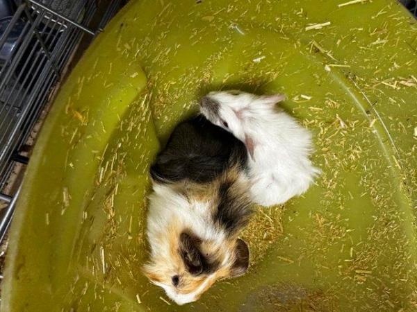 Image 11 of Beautiful baby Guineapigs boys and girls Uckfield
