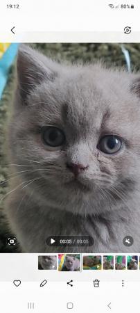 Image 12 of Gccf registered lilac British Shorthair kittens