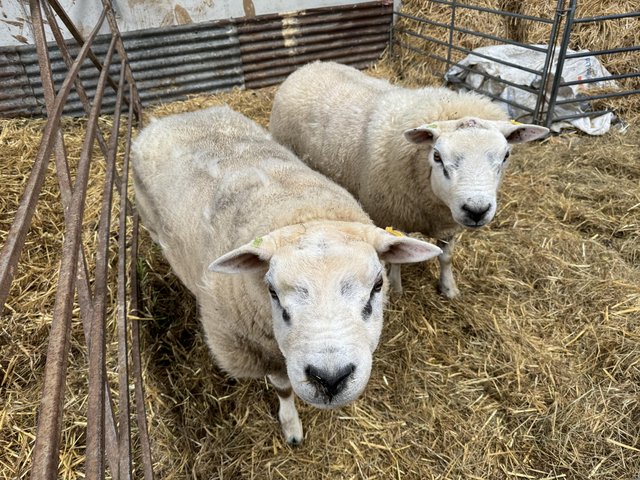 Preview of the first image of Rams for sale pedigree Texel.