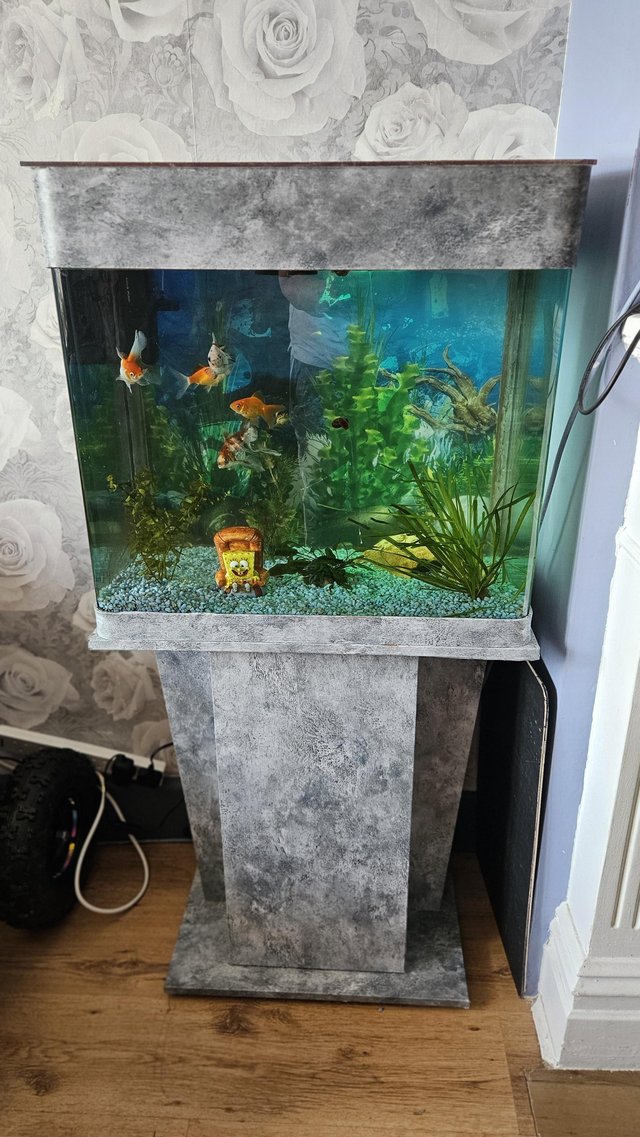 Preview of the first image of Fish tank plus fish everything included to go.