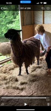 Image 2 of Gorgeous female llama 7 years old
