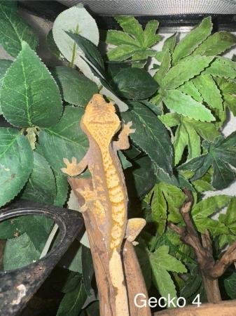 Image 11 of Crested Geckos for sale collection from Chingford.