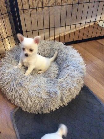 Image 7 of Pomchi puppies for sale 1 boy