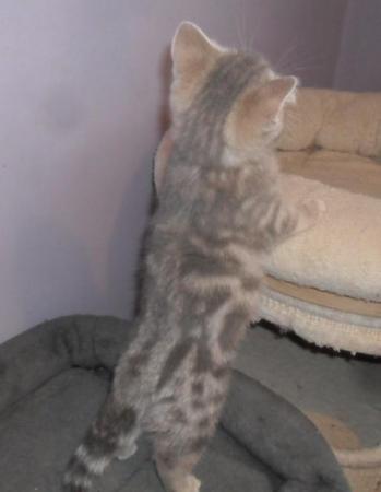 Image 4 of *READY NOW* British Shorthair Blue Female Kitten