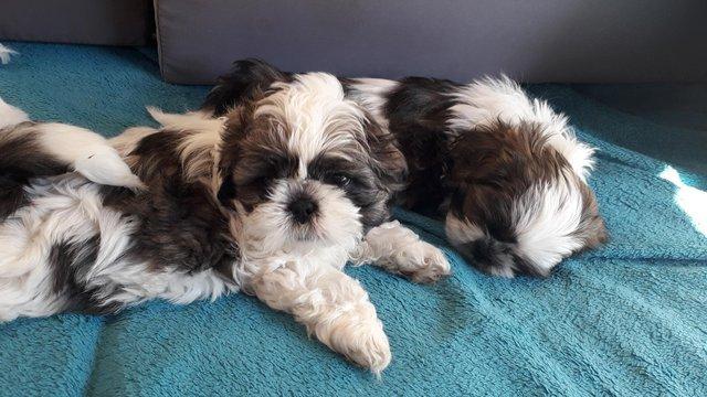 Image 5 of Two puppies male female shih zu