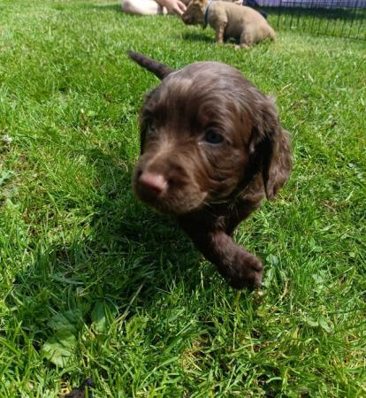 Image 9 of KC registered Working Cocker Spaniel Puppies