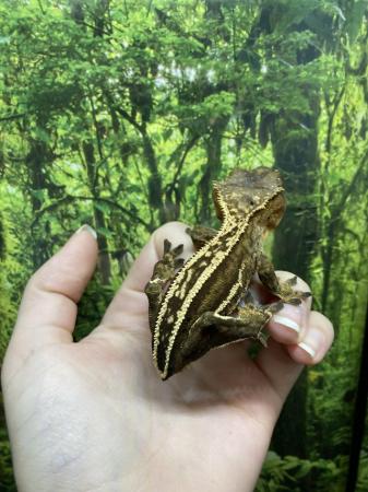 Image 5 of Adult male quad stripe crested gecko with dalmation spots