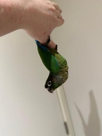 Image 4 of Hand Tame Green Cheek Conure