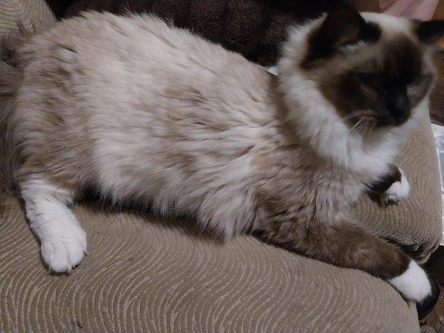 Preloved ragdoll hotsell