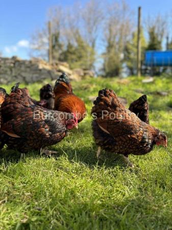 Image 3 of Gold Laced Wyandotte Bantam Hatching eggs Postage Available
