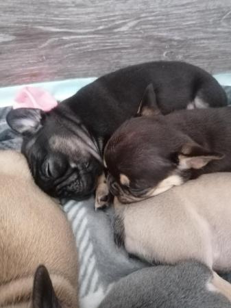 Image 11 of French bulldog puppies 2 girls left