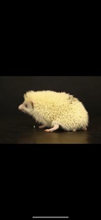 Image 1 of Albino African Pygmy Hedgehog (3 Years Old)