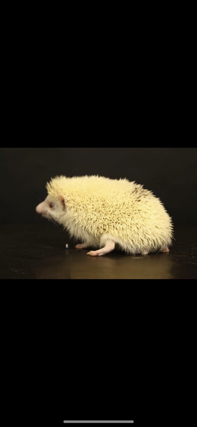 Preview of the first image of Albino African Pygmy Hedgehog (3 Years Old).