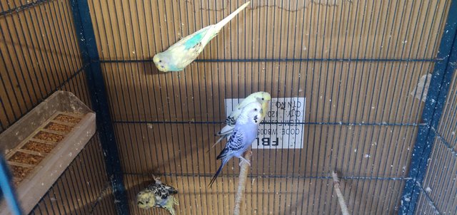 Image 5 of Selling budgies, ages between 2 years and 4 years.