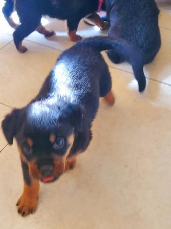 Image 1 of Last Gorgeous Rottweiler Girl Pup KC Reg Ready Now