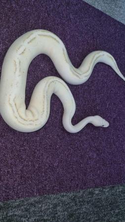 Image 6 of Royal python-pastel yellow belly spark(pastel puma)