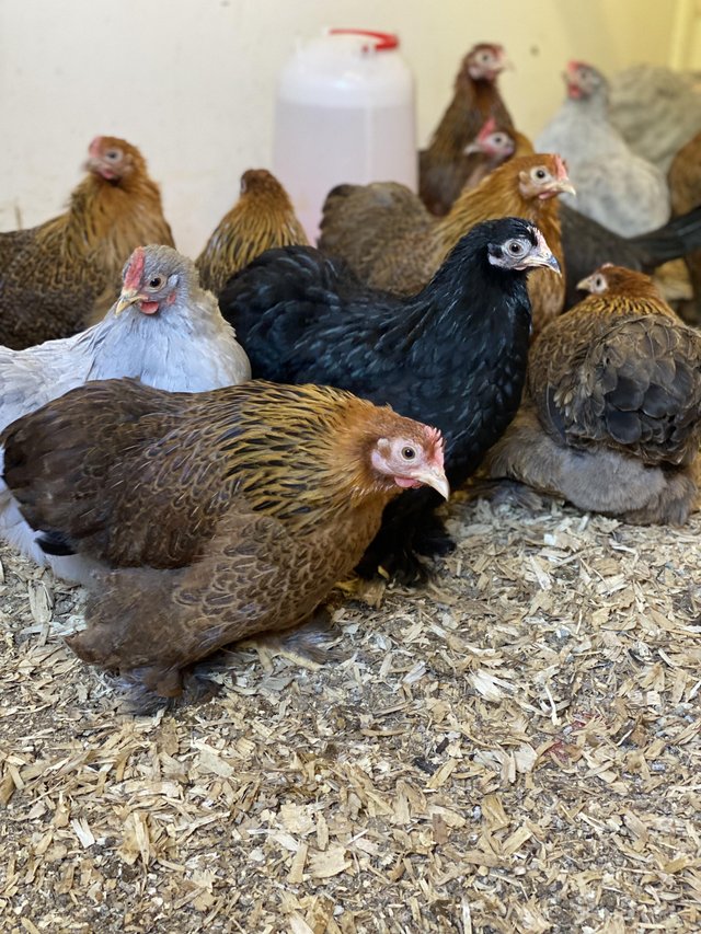 Preview of the first image of Mixed Breed Bantams! Females POL.