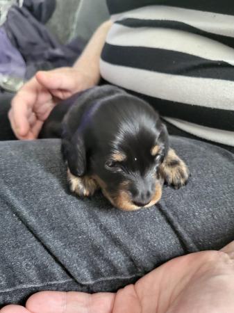 Image 2 of 2 miniature dachshunds available