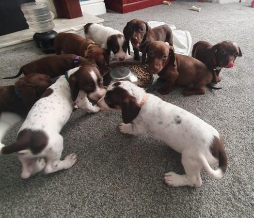 Image 10 of 8 week old mini dach x Springer spaniel pups