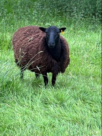 Image 1 of Pedigree Black Welsh mountain shearling ewes
