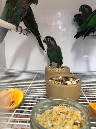 Image 4 of Young Pearly Conures ready for sale
