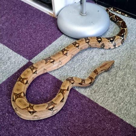 Image 1 of Red tail boa for sale :) :) :)