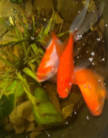 Image 4 of Koi carp goldfish for sale London