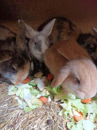 Image 16 of Mini lops 8wks old 5  £30 or two for £50