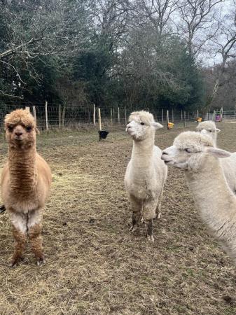 Image 2 of 4 alpaca boys looking for forever home . Free to good home