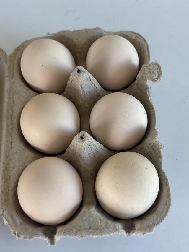 Preview of the first image of Brahma and Faverolle fertile eggs.