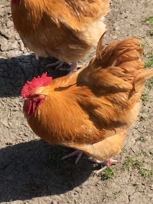 Preview of the first image of Young buff Orpington cockerels.