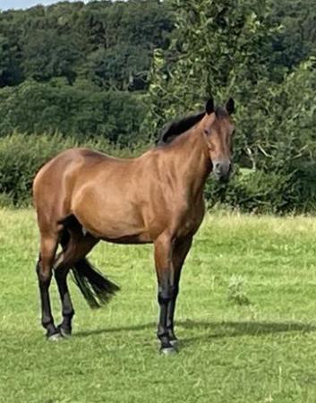 Image 1 of Companion gelding for loan