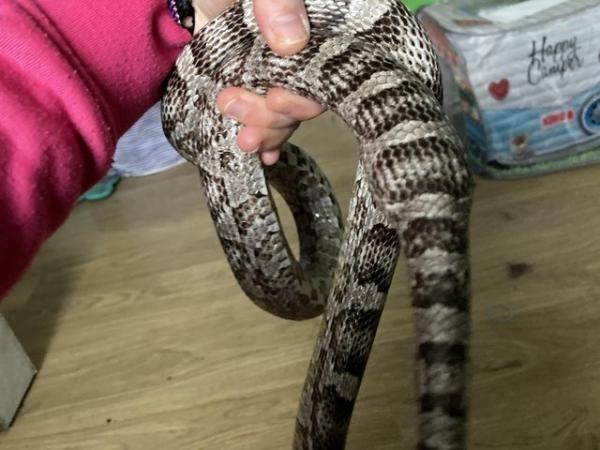 Image 2 of Female anerythristic corn snake
