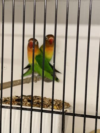 Image 2 of Pair Lovebirds Fischer with cage