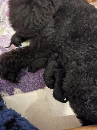 Image 2 of gorgeous standard poodle pups for sale