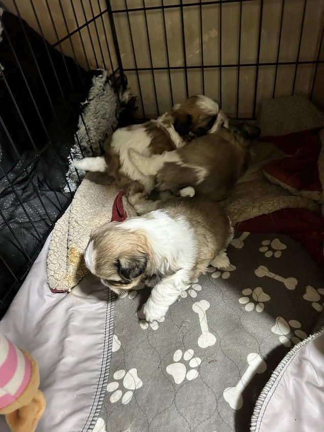Preview of the first image of Beautiful shih tzu puppies.
