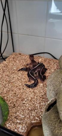 Image 3 of TRIO BREEDING FAT TAIL GECKO'S AND EXO TERRA