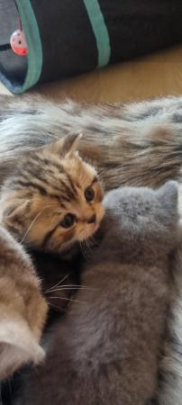 Image 14 of Full British short-haired kittens