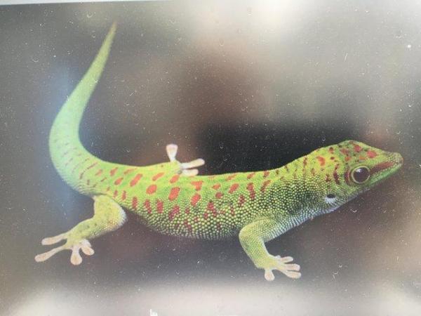 Image 5 of CAPTIVE BRED YOUNG  GIANT DAY GECKOS