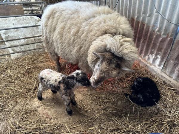 Image 2 of Lovely ewe with ram and ewe lambs