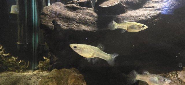 Image 2 of Panda guppies for sale.