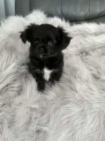 Image 5 of Beautiful Long Haired Chihuahua Puppies