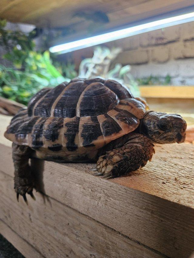 Preview of the first image of 6 year old male Herman's tortoise.
