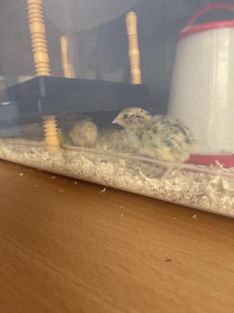 Image 2 of Coturnix quail 3 days old £4 each