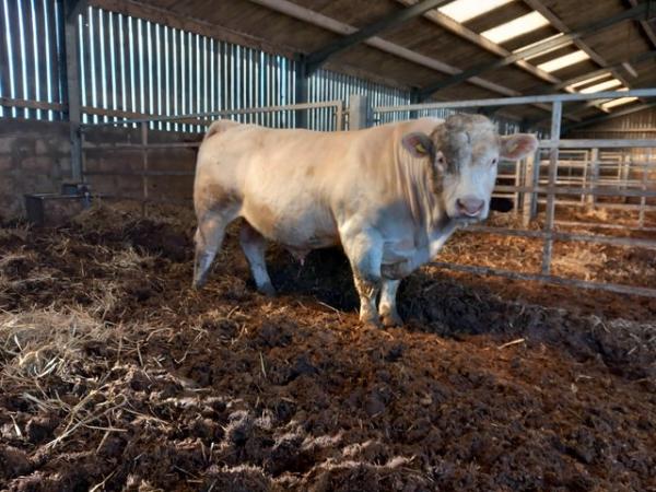 Image 1 of Pedigree charolais bull with papers