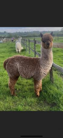 Image 2 of champion bloodlines grey male alpaca and wether companion